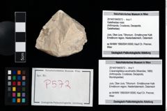 Foto (Objekt + Etikett) von Cracensigillatus acutirostris (Moericke, 1889)  (NHMW-GEO-2014-0194-0572)